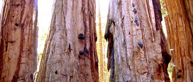 Giant Sequoias, photo copyright Carl Ross