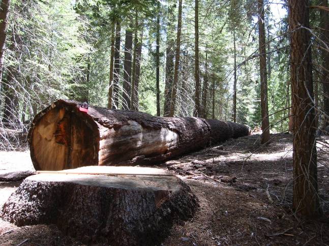 300 Tree Logged in Giant Sequoia National Monument