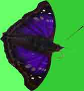 Butterfly Yasuni Amazon