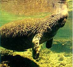 Amazonian Manatee