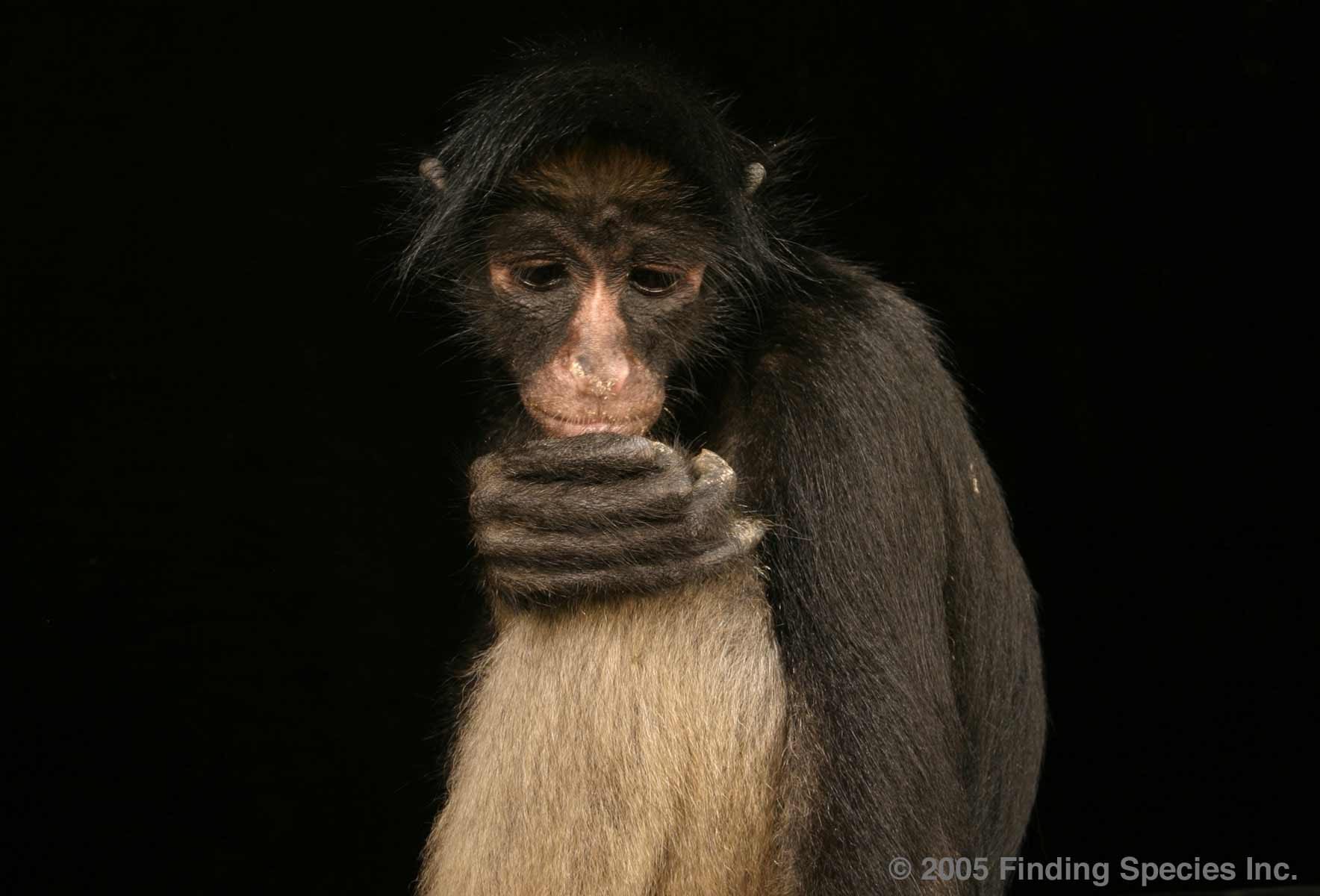 White Bellied Spider Monkey