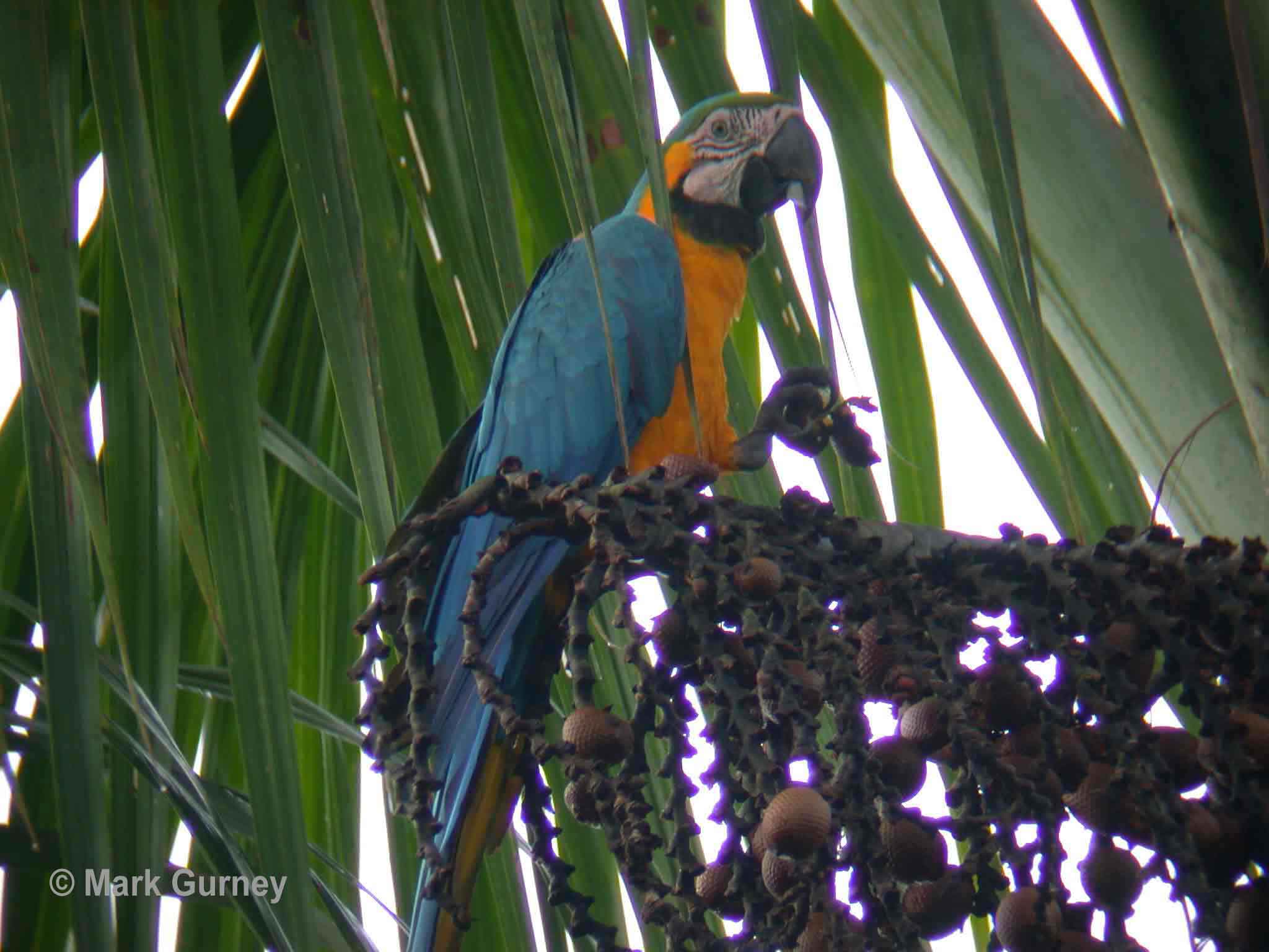 Blue-Headed Parrot