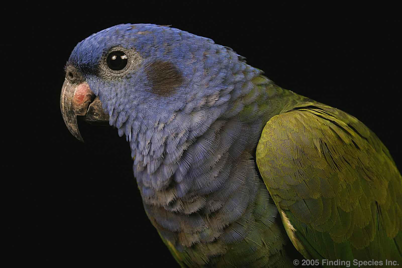 Blue-Headed Parrot