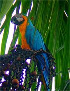 Blue and Yellow Macaw Amazon