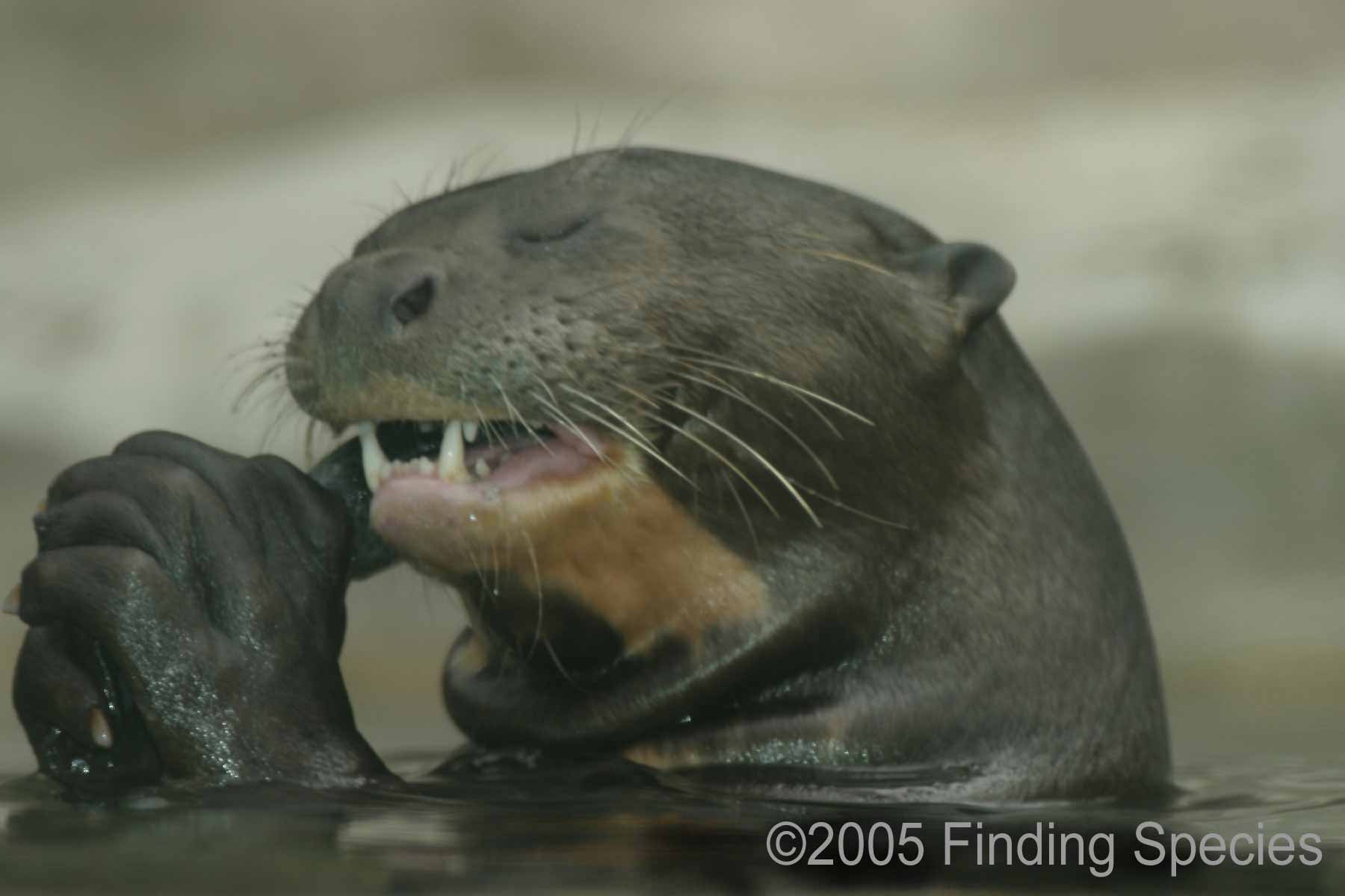 Yasuni GIANT OTTER (GLOBALLY THREATENED) courtesy www.FindingSpecies.org 