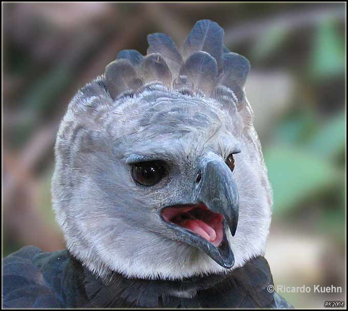 harpy eagle blueprint