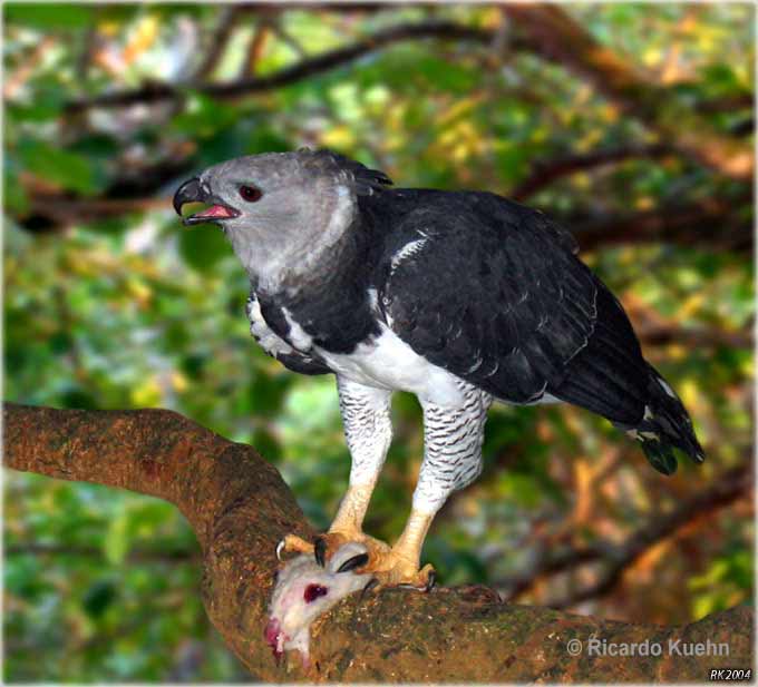 Harpy Eagle