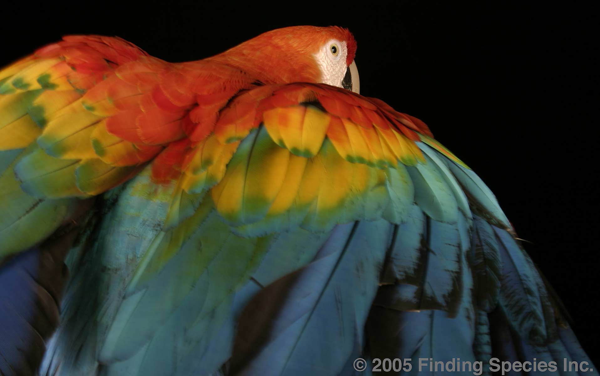 Scarlet Macaw