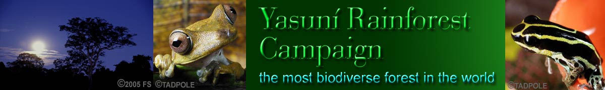 Yasuni Rainforest Campaign Frogs