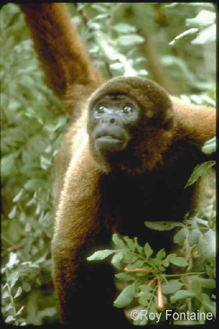 Woolly Monkey Yasuni Amazon