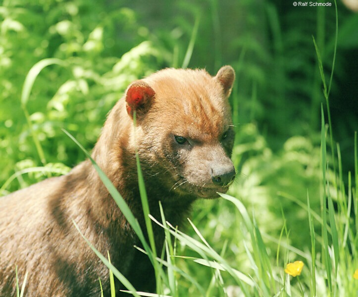 Bush Dog