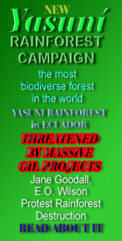 Yasuni Rainforest Campaign Yasuni National Park in Ecuador