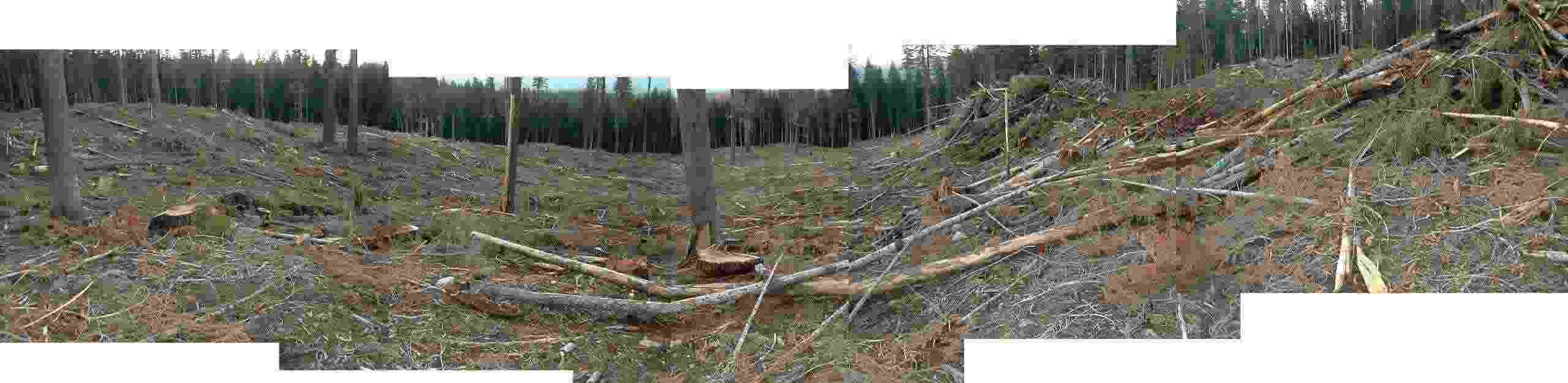 Same Ancient Forest as Above after Clearcut