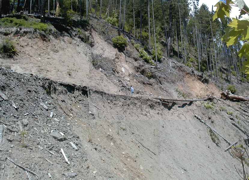 Clearcut of Ancient Forest caused Landslide