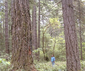 Ancient Forest, Oregon, was later clearcut