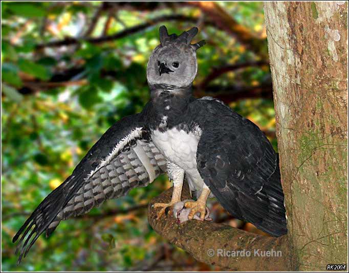 Harpy Eagle Yasuni Amazon